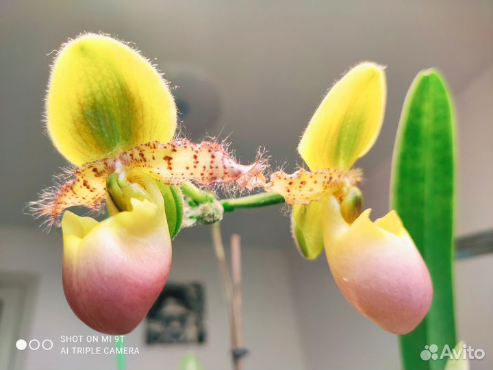 Пафиопедилюм, орхидея paphiopedilum Pinoccio