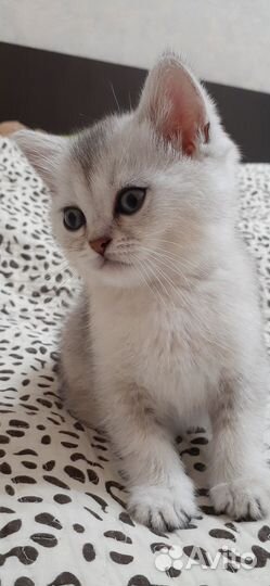 Британская шиншилла серебро