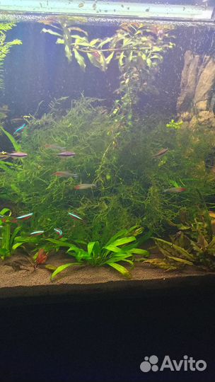 Яванский мох для аквариума