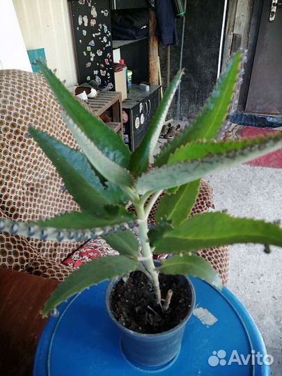 Каланхое и толстянка