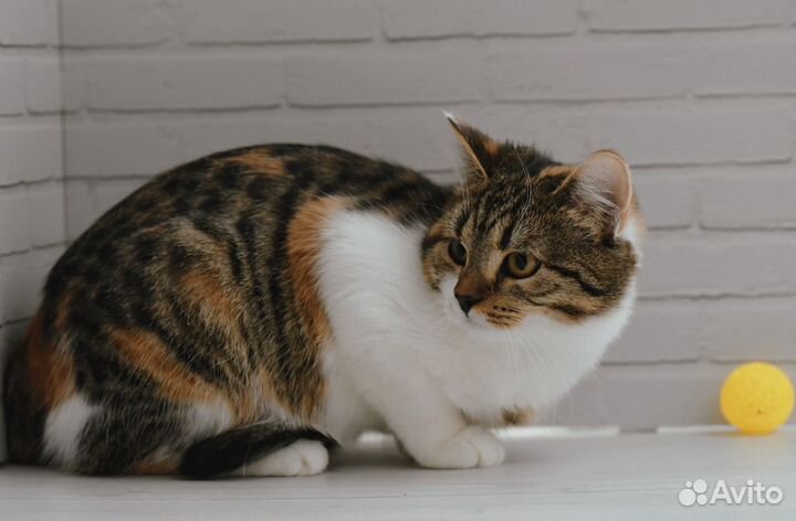 Котенок Рыся в добрые руки