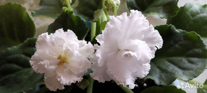 Фиалки сортовые