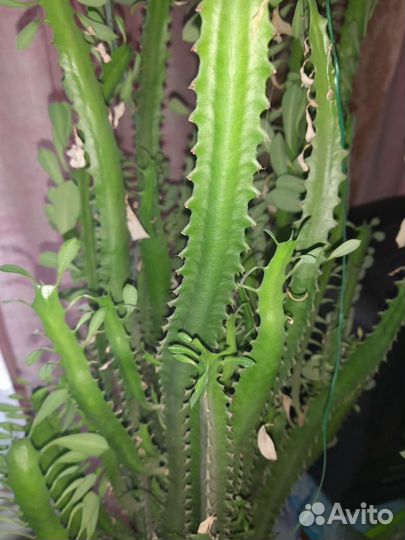 Молочай треугольный / трёхгранный