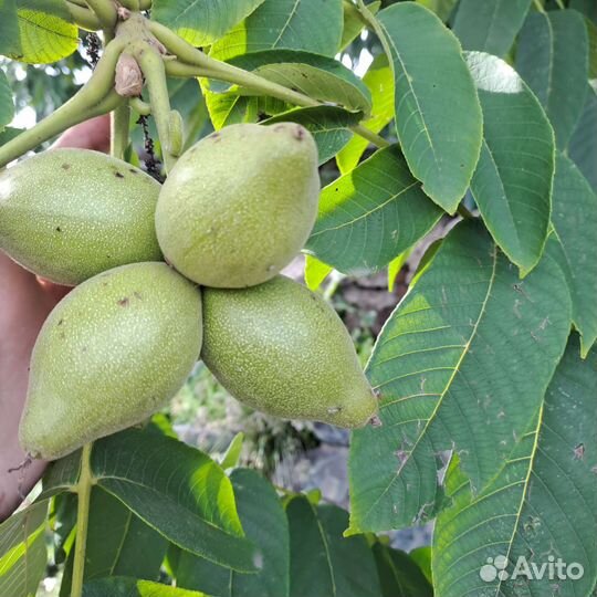 Манчжурский орех