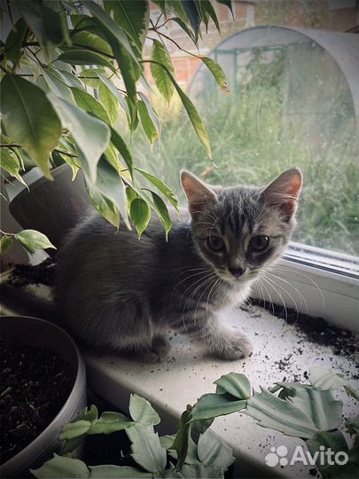 Отдам в добрые руки