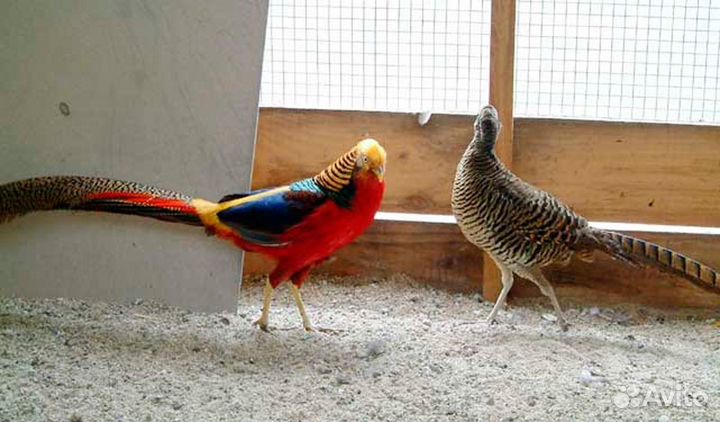 Золотые,алмазные,серебристые и лимонные фазаны