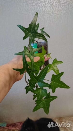 Плющ (хедера)