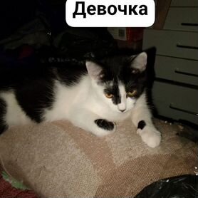 Котики бесплатно в добрые руки