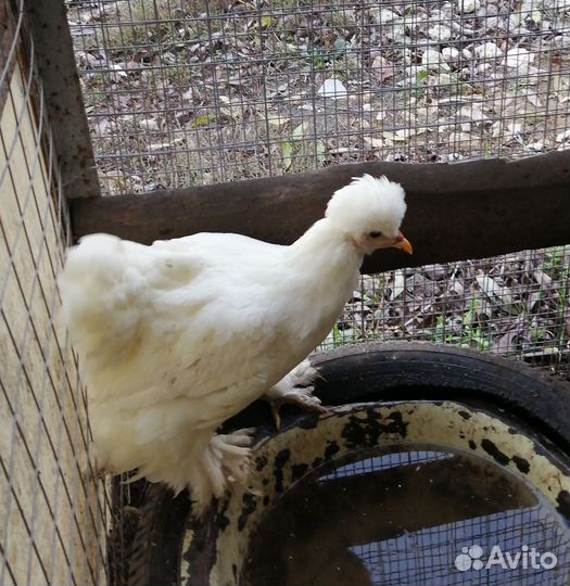 Петух Брама