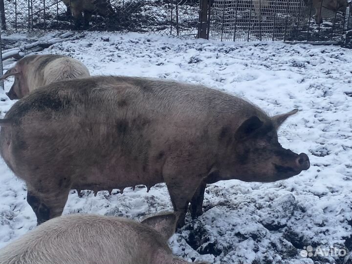 С/х животные коровы свинти