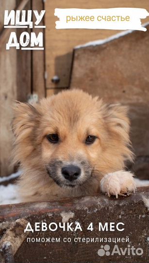 Рыжее счастье