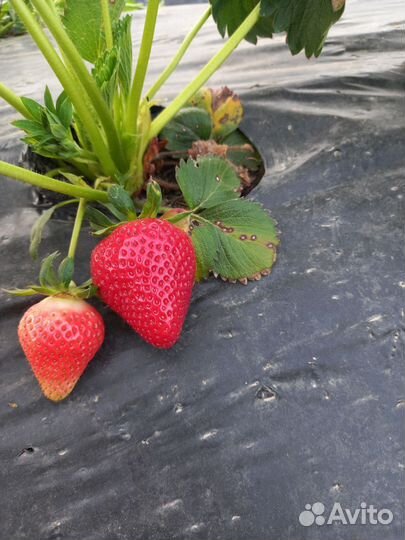 Клубника свежая домашняя