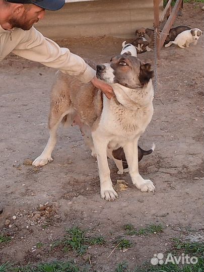 Среднеазиатская овчарка