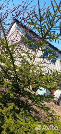 Ель и туя 3 метра по одной шт