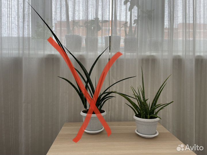 Сансевиерия микадо