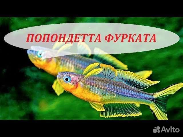 Рыбки, растения, оборудование для аквариума