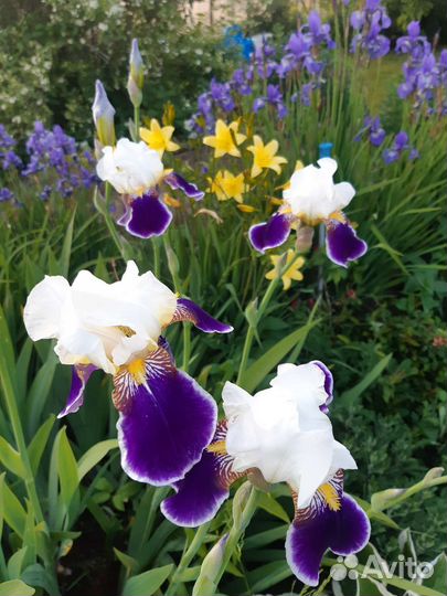 Ирисы бородатые