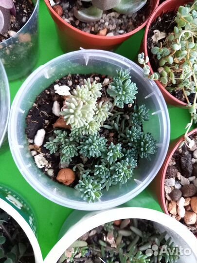 Суккуленты