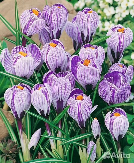 Луковицы крокусов крупные можно почтой