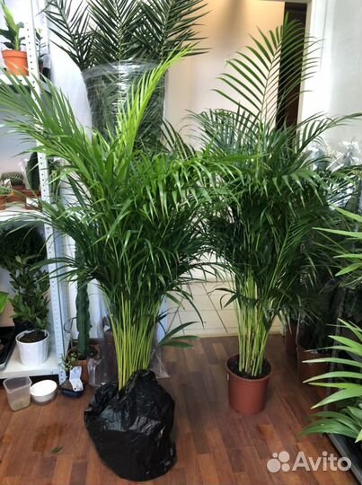 Пальма арека дипсис