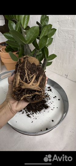 Готовый грунт для комнатных растений