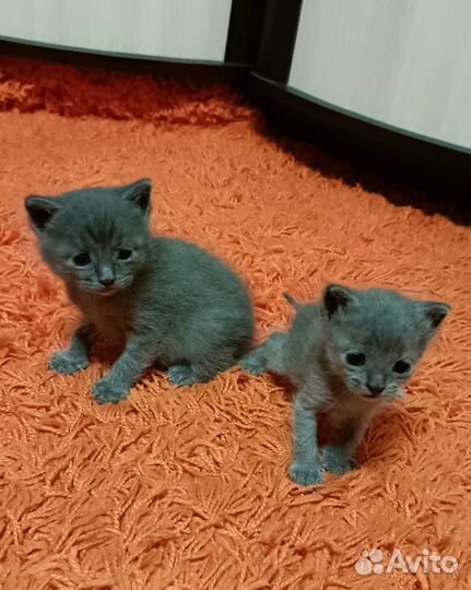 Отдам котят в добрые руки