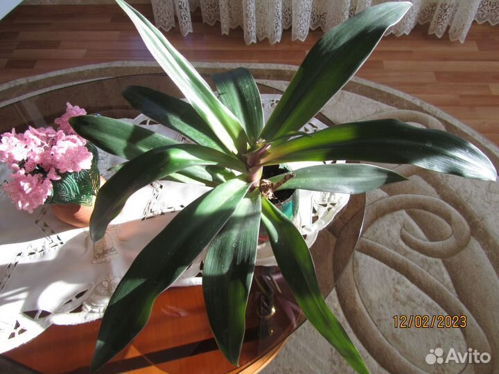 Рэо и Герань белая и розочками