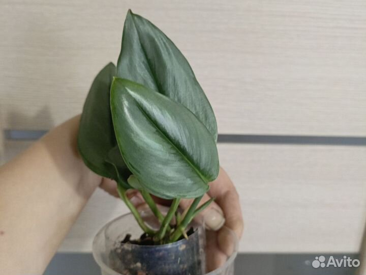 Сциндапсус мунлайт