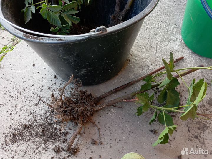 Саженцы ежевики небеса могут подождать