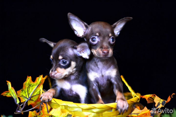 Мини той терьер в Сочи