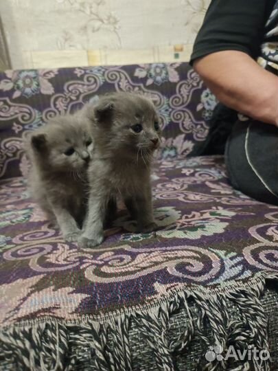 Котята в добрые руки 1 месяц