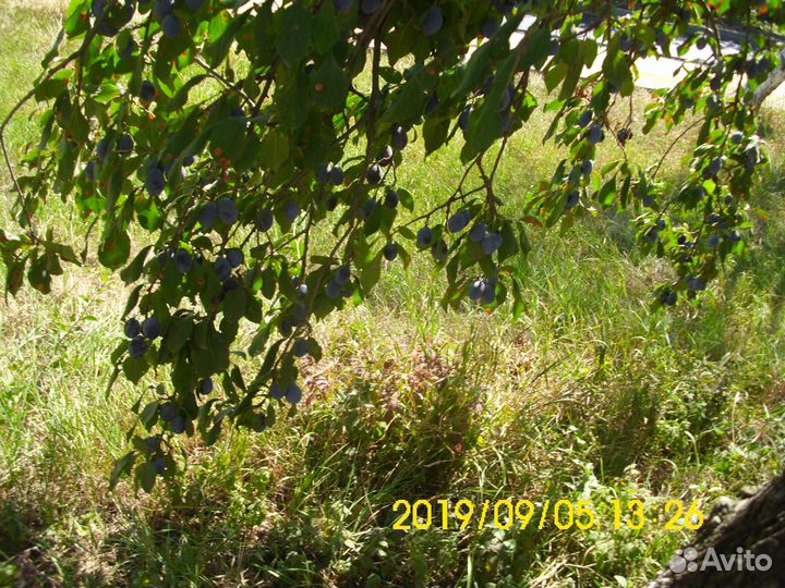 Веточки сливы, кизила, вишни, айвы и др