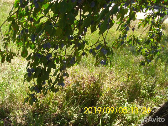 Веточки сливы, кизила, вишни, айвы и др