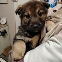 Немецкая овчарка, щенок