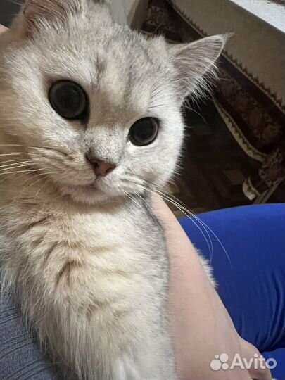 Британская шиншилла