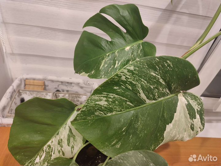 Монстера вариегатная альба
