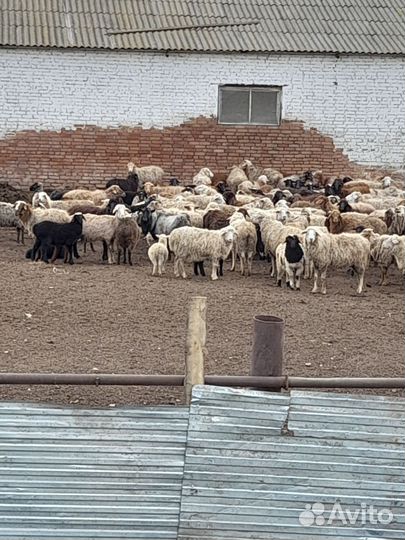 Овцы бараны ягнята оптом