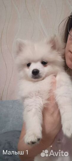 Малый немецкий шпиц щенки