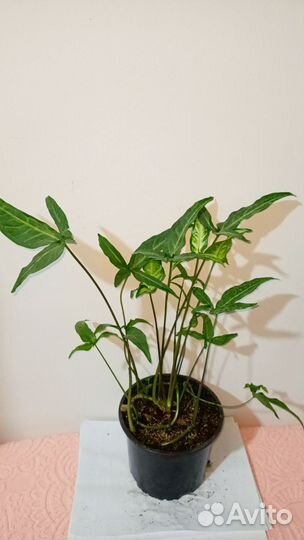 Комнатные растения