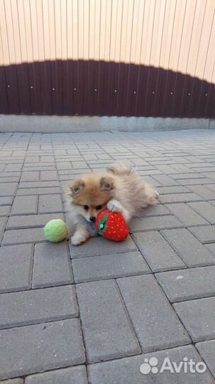 Щенки шпица