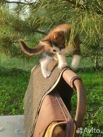 Котик в дар