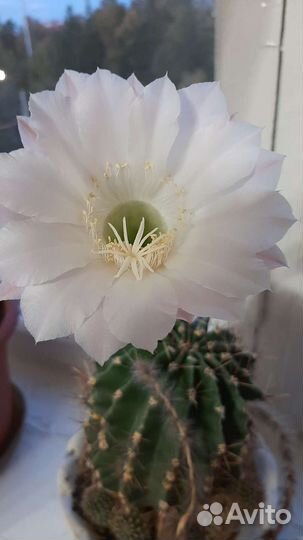 Кактус цветущий