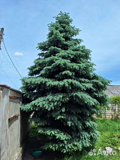 Ель голубая