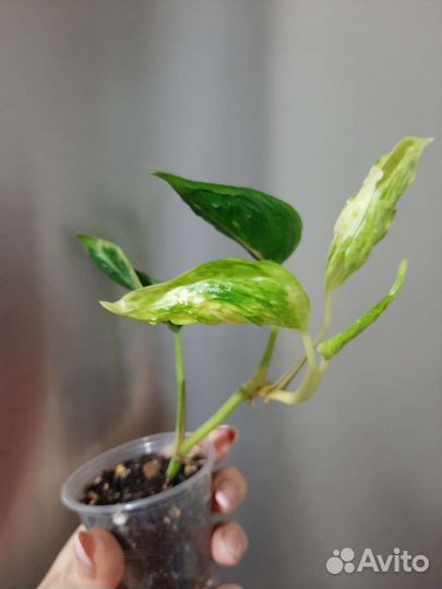 Эпипремнумы