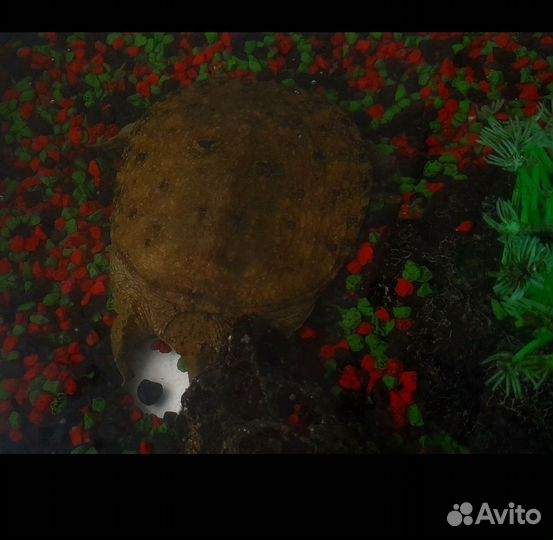 Аквариум и черепаха