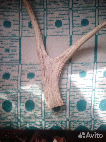 Рога косули