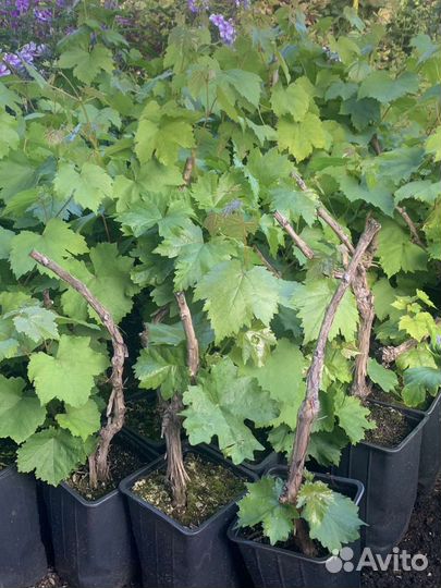 Саженцы, кустарники, многолетние цветы