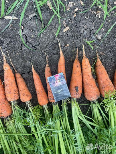 Морковь оптом