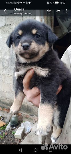 Отдам щенков в добрые руки бесплатно
