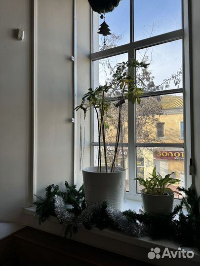 Фикус шефлера